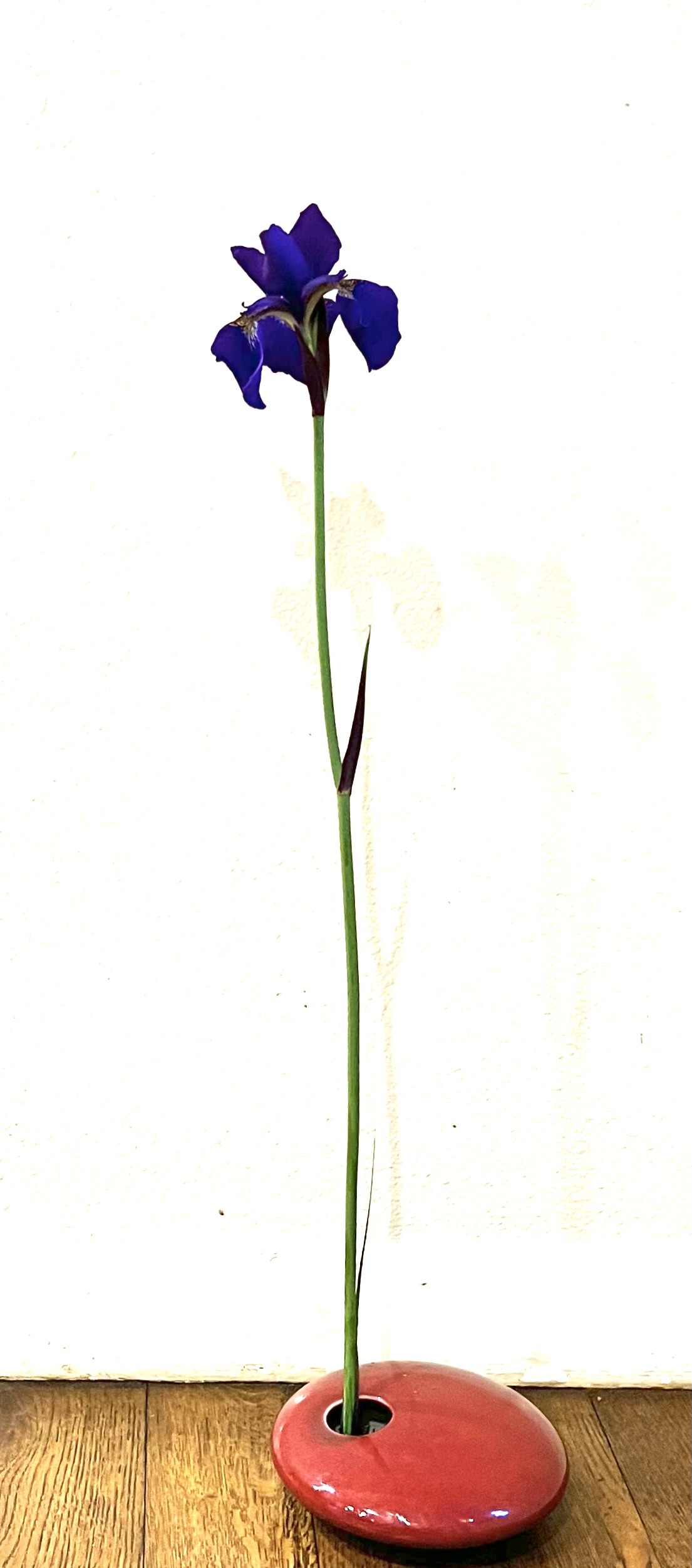 Iris sanguinea 'Kamayama' 1 stalk