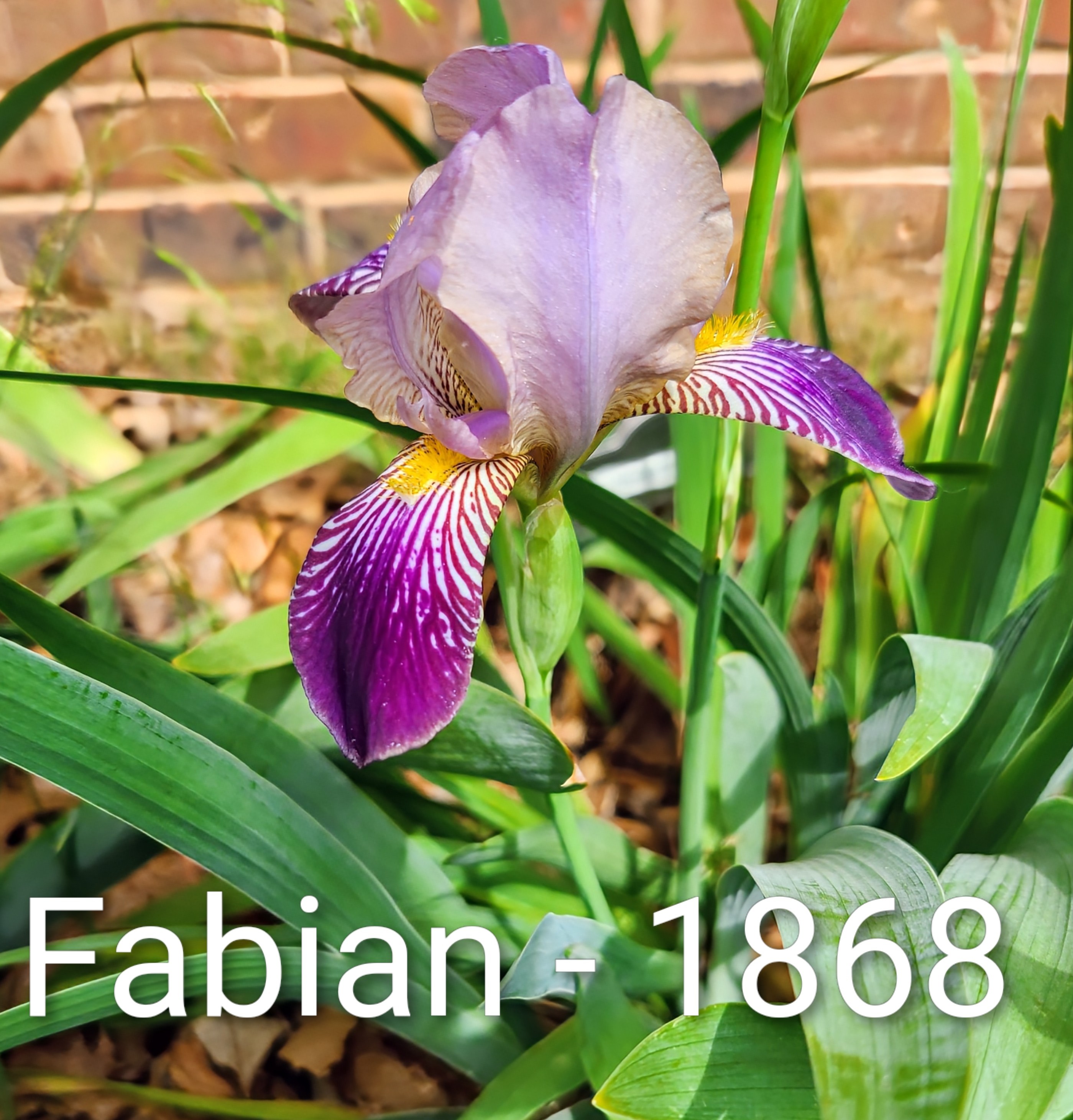 Fabian stalk